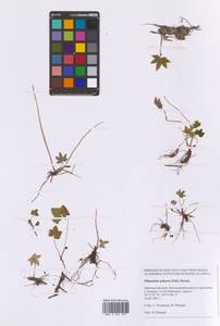 Filipendula digitata (Willd.) Bergmans, Сибирь, Дальний Восток (S6) (Россия)