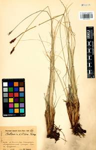 Carex borealipolaris S.R.Zhang, Сибирь, Прибайкалье и Забайкалье (S4) (Россия)