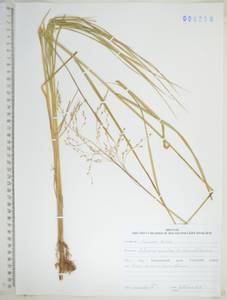 KHA4296, Манник длинноколосковый (F.Schmidt) Roshev. ex B.Fedtsch., Сибирь, Дальний Восток (S6) (Россия)