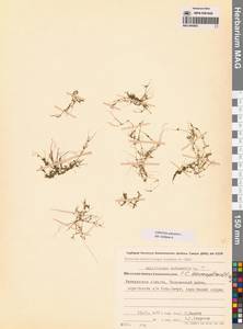 Болотник обыкновенный L., Сибирь, Чукотка и Камчатка (S7) (Россия)