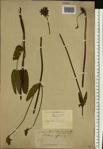 Betonica officinalis subsp. officinalis, Восточная Европа, Северо-Украинский район (E11) (Украина)
