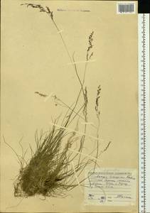 Полевица, Сибирь, Дальний Восток (S6) (Россия)