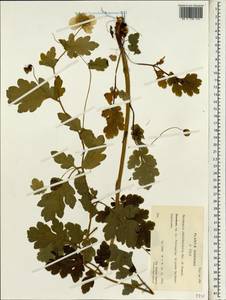 Meconopsis chelidoniifolia Bureau & Franch., Зарубежная Азия (ASIA) (КНР)