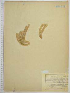 Баранец обыкновенный (L.) Bernh., Сибирь, Дальний Восток (S6) (Россия)