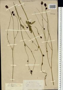 Кровохлебка лекарственная L., Сибирь, Западный (Казахстанский) Алтай (S2a) (Казахстан)