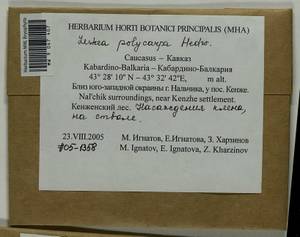 Leskea polycarpa Hedw., Гербарий мохообразных, Мхи - Северный Кавказ и Предкавказье (B12) (Россия)