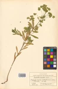 Молочай острый, Сибирь, Дальний Восток (S6) (Россия)