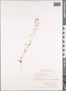 Noccaea perfoliata (L.) Al-Shehbaz, Кавказ, Северная Осетия, Ингушетия и Чечня (K1c) (Россия)