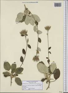 Staehelina petiolata (L.) Hilliard & B.L. Burtt, Западная Европа (EUR) (Греция)