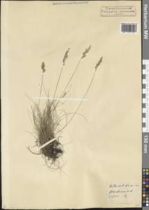 Овсяница, Кавказ, Северная Осетия, Ингушетия и Чечня (K1c) (Россия)