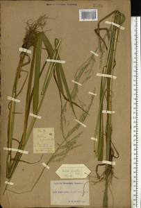 Lolium giganteum (L.) Darbysh., Восточная Европа, Южно-Украинский район (E12) (Украина)