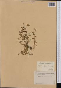 Диходон ясколковый (L.) Rchb., Западная Европа (EUR)