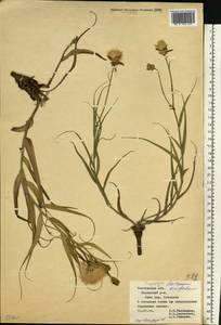 Gelasia ensifolia (M. Bieb.) Zaika, Sukhor. & N. Kilian, Восточная Европа, Ростовская область (E12a) (Россия)