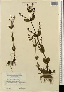 Вероника поточная L., Кавказ, Южная Осетия (K4b) (Южная Осетия)