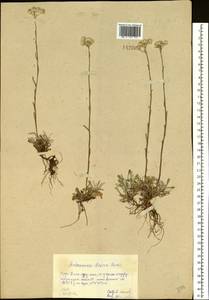 Кошачья лапка двудомная (L.) Gaertn., Сибирь, Алтай и Саяны (S2) (Россия)
