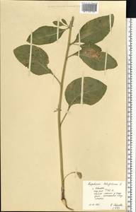 Клоповник широколистный L., Восточная Европа, Центральный лесной район (E5) (Россия)