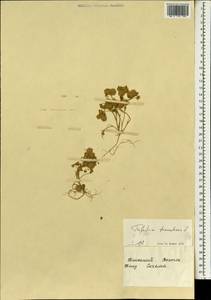 Trifolium tomentosum L., Зарубежная Азия (ASIA) (Израиль)
