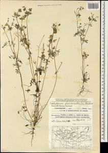 Тонкоплодник дымянковый (L.) Rchb., Монголия (MONG) (Монголия)