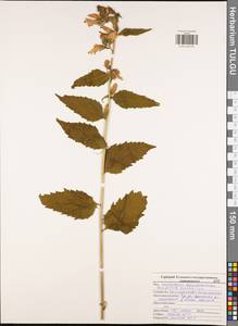 Колокольчик крапиволистный L., Восточная Европа, Центральный район (E4) (Россия)