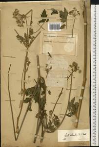 Жабрица порезниковая (L.) W. D. J. Koch, Восточная Европа, Южно-Украинский район (E12) (Украина)