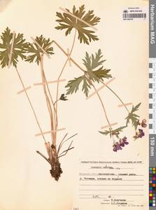 Герань волосистоцветковая DC., Сибирь, Чукотка и Камчатка (S7) (Россия)