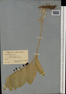 Купена душистая, Купена лекарственная (Mill.) Druce, Восточная Европа, Нижневолжский район (E9) (Россия)