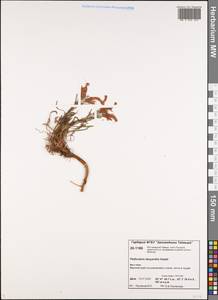 Pedicularis lanata subsp. dasyantha (Hadac) Hultén, Сибирь, Центральная Сибирь (S3) (Россия)