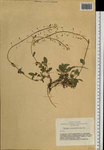 Noccaea thlaspidioides (Pall.) F.K.Mey., Сибирь, Алтай и Саяны (S2) (Россия)