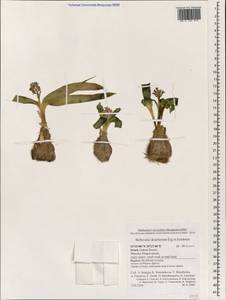 Bellevalia desertorum Eig & Feinbrun, Зарубежная Азия (ASIA) (Израиль)