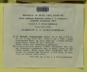 Homalia trichomanoides (Hedw.) Brid., Гербарий мохообразных, Мхи - Центральное Нечерноземье (B6) (Россия)