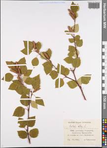 Береза пушистая Ehrh., Восточная Европа, Нижневолжский район (E9) (Россия)