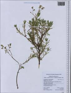Euphorbia pithyusa subsp. cupanii (Guss. ex Bertol.) Radcl.-Sm., Западная Европа (EUR) (Италия)