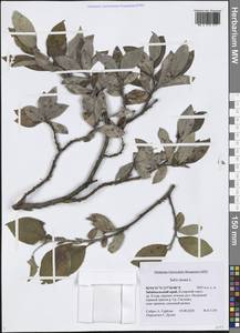 Ива мохнатая, Ива шерстистая L., Сибирь, Прибайкалье и Забайкалье (S4) (Россия)