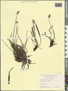 Plantago atrata subsp. spadicea (Pilg.) Pilg., Кавказ, Дагестан (K2) (Россия)