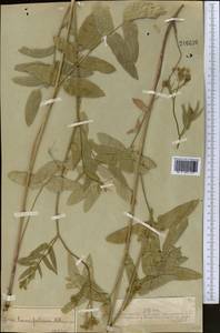 Поручейник сахарный L., Средняя Азия и Казахстан, Муюнкумы, Прибалхашье и Бетпак-Дала (M9) (Казахстан)