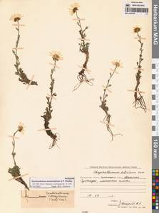 Chrysanthemum zawadzkii subsp. peleiolepis (Trautv.) Zuev, Сибирь, Чукотка и Камчатка (S7) (Россия)