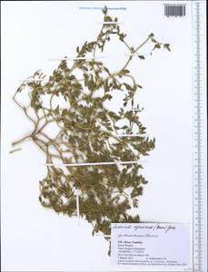 Sesuvium nyasicum (Baker) Gonç., Африка (AFR) (Намибия)