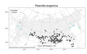 Potentilla tergemina, Лапчатка трехпарная Soják, Атлас флоры России (FLORUS) (Россия)