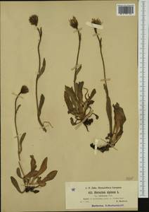 Hieracium alpinum subsp. tubulosum (Tausch) Zahn, Западная Европа (EUR) (Чехия)