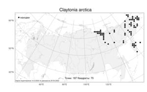 Claytonia arctica, Клайтония арктическая Adam, Атлас флоры России (FLORUS) (Россия)