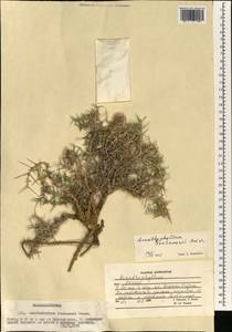 Acanthophyllum spinosum (Desf.) C. A. Mey., Зарубежная Азия (ASIA) (Афганистан)