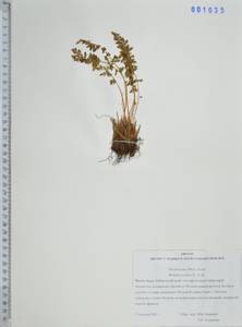 Вудсия эльбская (L.) R.Br., Сибирь, Дальний Восток (S6) (Россия)