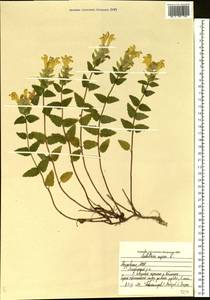 Шлемник приземистый L., Восточная Европа, Средневолжский район (E8) (Россия)