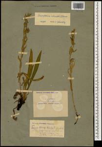 Гуния красивая (Willd. ex Roem. & Schult.) Greuter & Burdet, Кавказ, Армения (K5) (Армения)