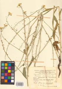 Свербига восточная L., Восточная Европа, Западно-Украинский район (E13) (Украина)