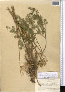 Ферула заилийская (Herder) Pimenov, Средняя Азия и Казахстан, Северный и Центральный Тянь-Шань (M4) (Киргизия)