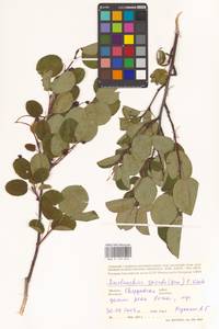 Amelanchier × spicata (Lam.) K.Koch, Восточная Европа, Восточный район (E10) (Россия)