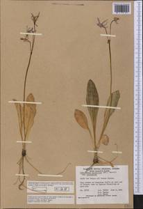 Dodecatheon pulchellum (Raf.) Merr., Америка (AMER) (Канада)