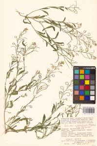 Новочеточник скрученный (Steph.) Hedge & J.Léonard, Восточная Европа, Нижневолжский район (E9) (Россия)