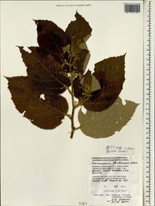 Commersonia bartramia (L.) Merr., Зарубежная Азия (ASIA) (Индонезия)
